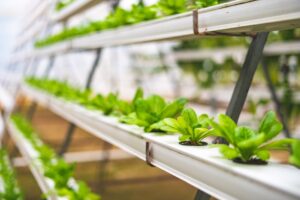 食物系统与气候变化：农业如何既是气候问题的制造者也是解决方案