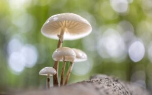 雷帕霉素：迄今为止最有力的哺乳动物延寿药物