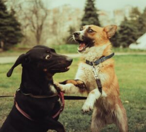 犬类行为科学：犬只认知、情绪与基于科学的正向训练方法