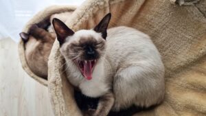 猫行为科学：独立还是依赖？解码猫咪社交、领地行为与主人关系的研究进展