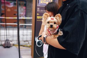 中国宠物经济：万亿市场的结构、驱动力与主要玩家全景分析