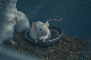 宠物营养科学：犬猫的营养需求、主粮选择与避坑指南