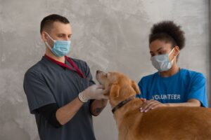 宠物预防健康：疫苗接种、体内外驱虫与定期健康检查的科学指南