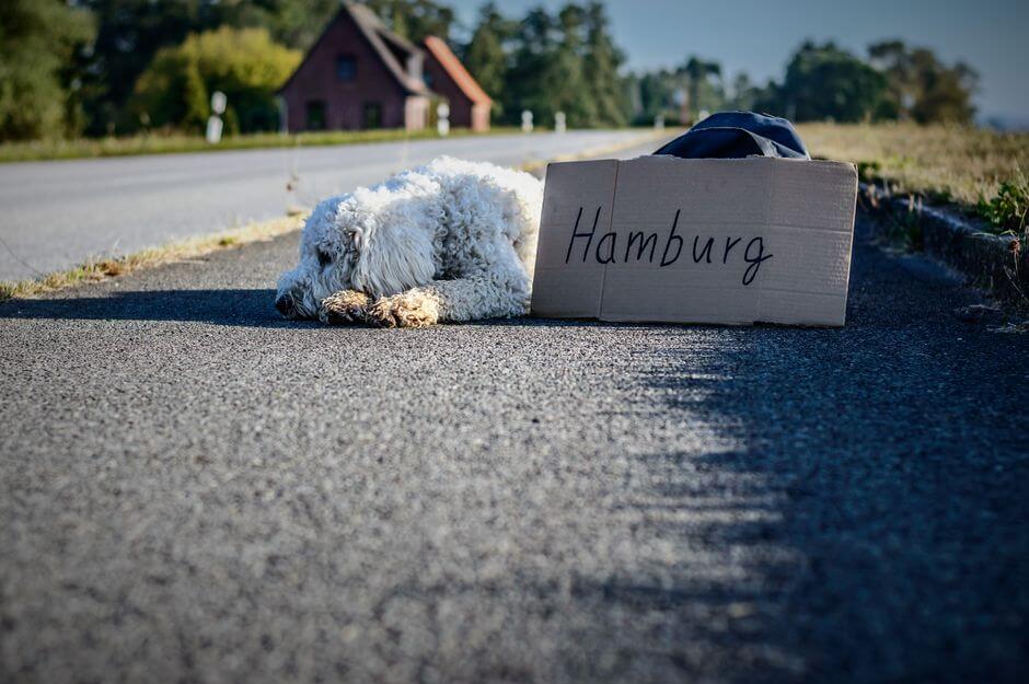 Owning a Dog in Germany: Rules, Hundesteuer, and the Responsibilities Nobody Mentions