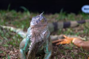 异宠饲养指南：兔子、龙猫、仓鼠、爬宠的科学养护与需求解读