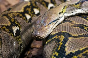 Python性能:为什么你的代码慢以及如何解决