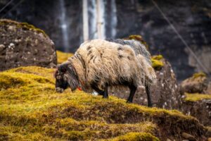 法罗群岛：北大西洋边缘的火山峭壁、草顶房屋与无旅游过度开发的荒野