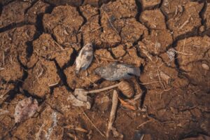 The Biodiversity Crisis: The Sixth Mass Extinction, Ecosystem Service Values, and Biodiversity Conservation Frameworks