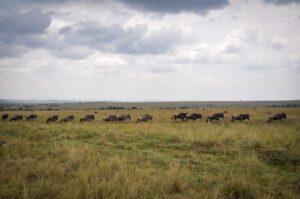 Kenya’s Masai Mara: The Great Migration, Cheetah Hunts, and African Savanna Safari